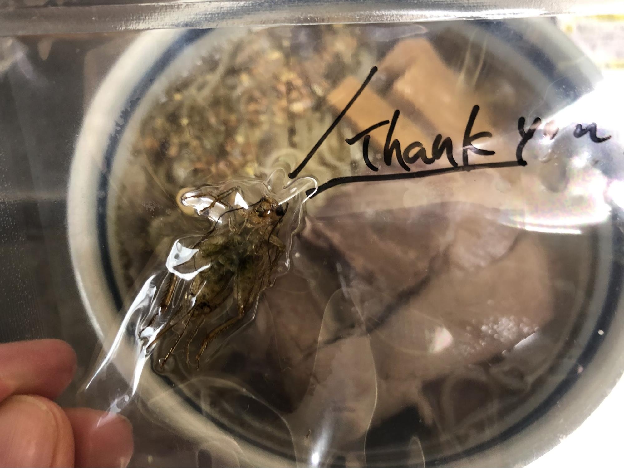 ヨーロッパイエコオロギ（多分）