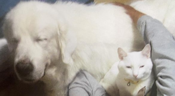 種を越えて絆を深めた2匹