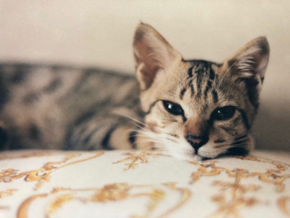子猫時代の虎之助くん