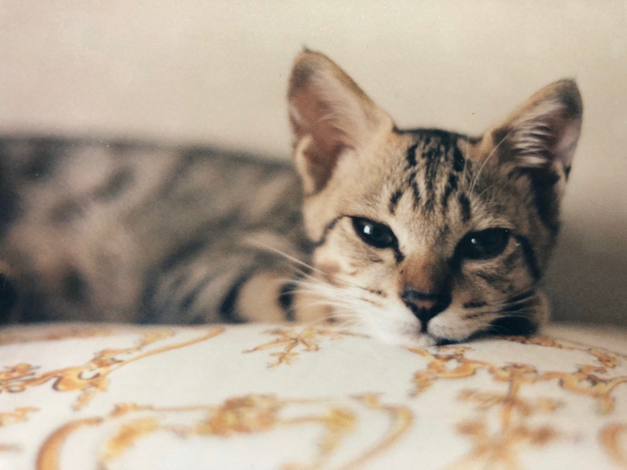 子猫時代の虎之助くん