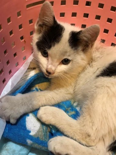 車のエンジンルームで鳴いていたのは小太郎くんと同じ柄の子猫！