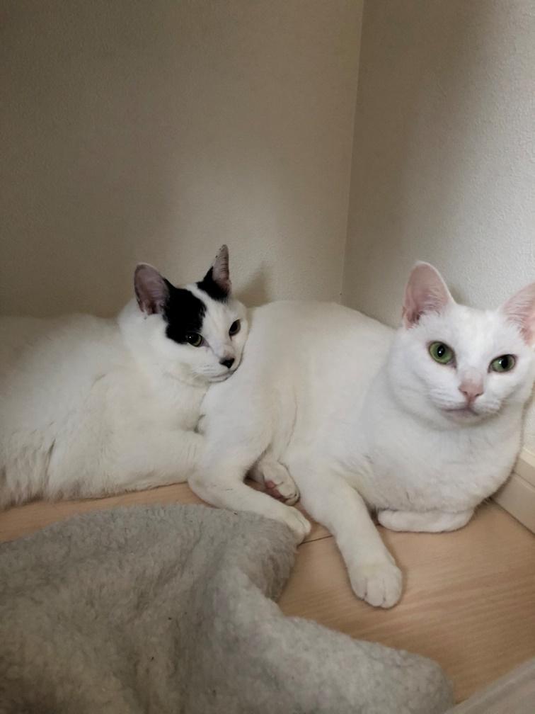 小太郎くんの愛のバトンは福太郎くんにもつながれている