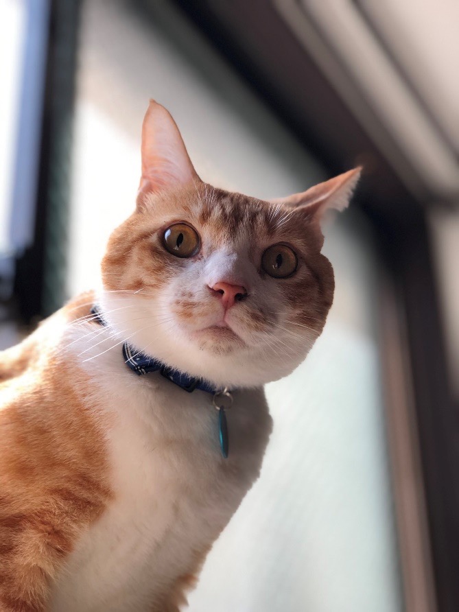 新しくお迎えした琥吉（たまき）くん