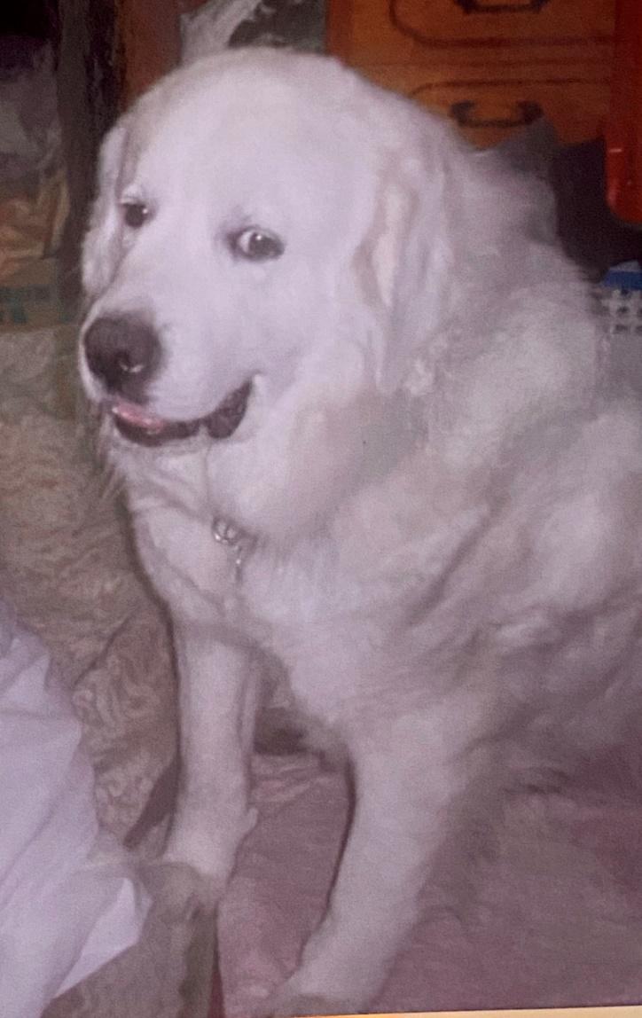 発見当時はやせ細っていそう