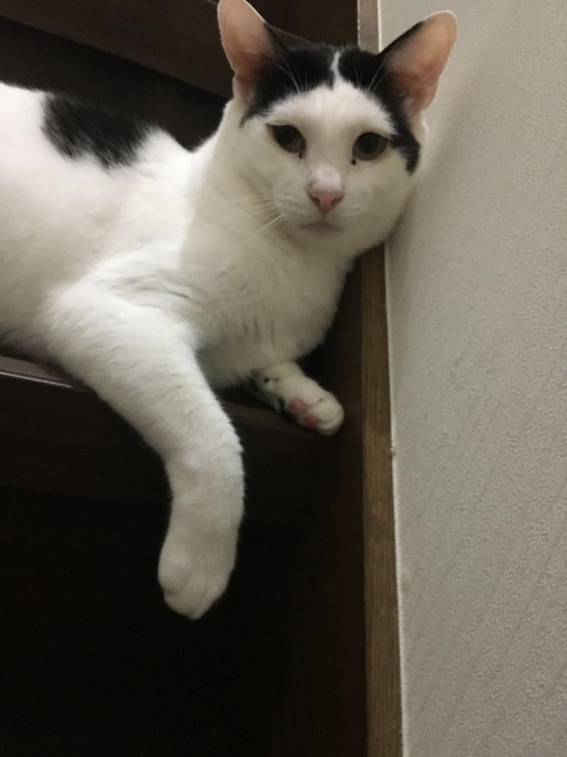 akieさん宅の小太郎くん