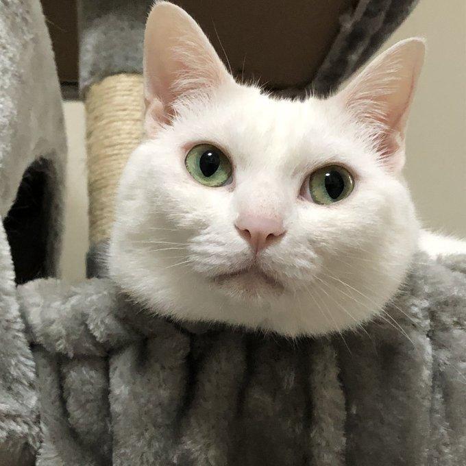 同居猫のしらすちゃん