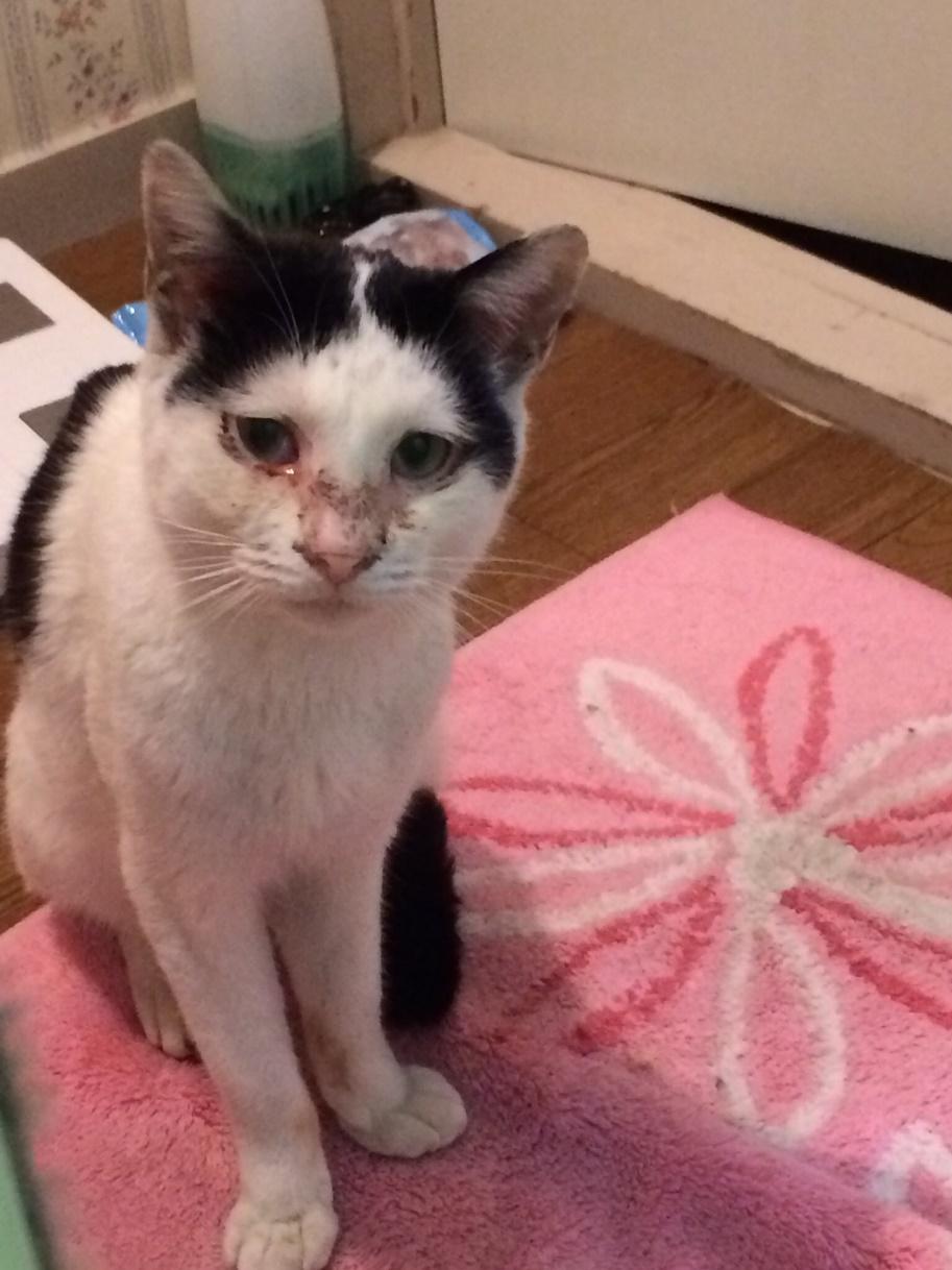 保護されたときは、顔は目やにと傷だらけだったそう