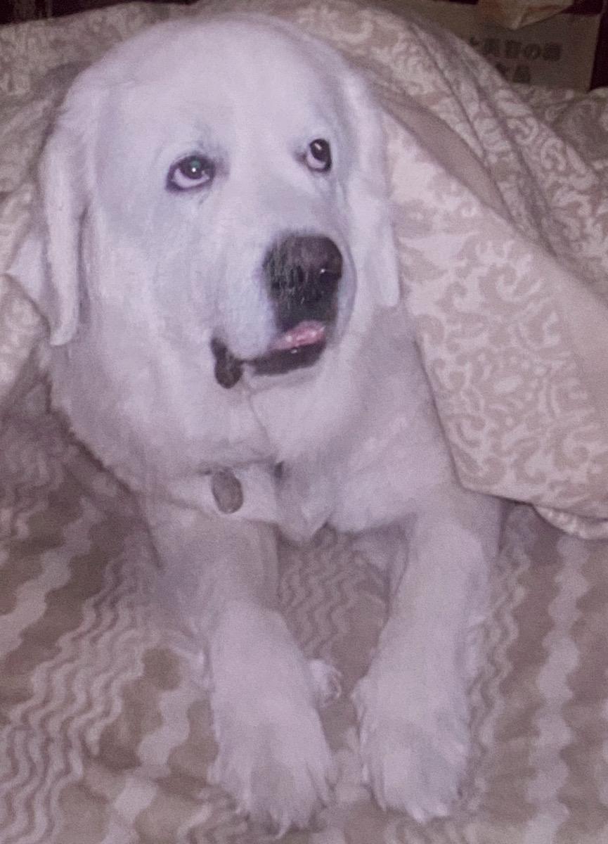 おうちにやってきたシンディちゃん