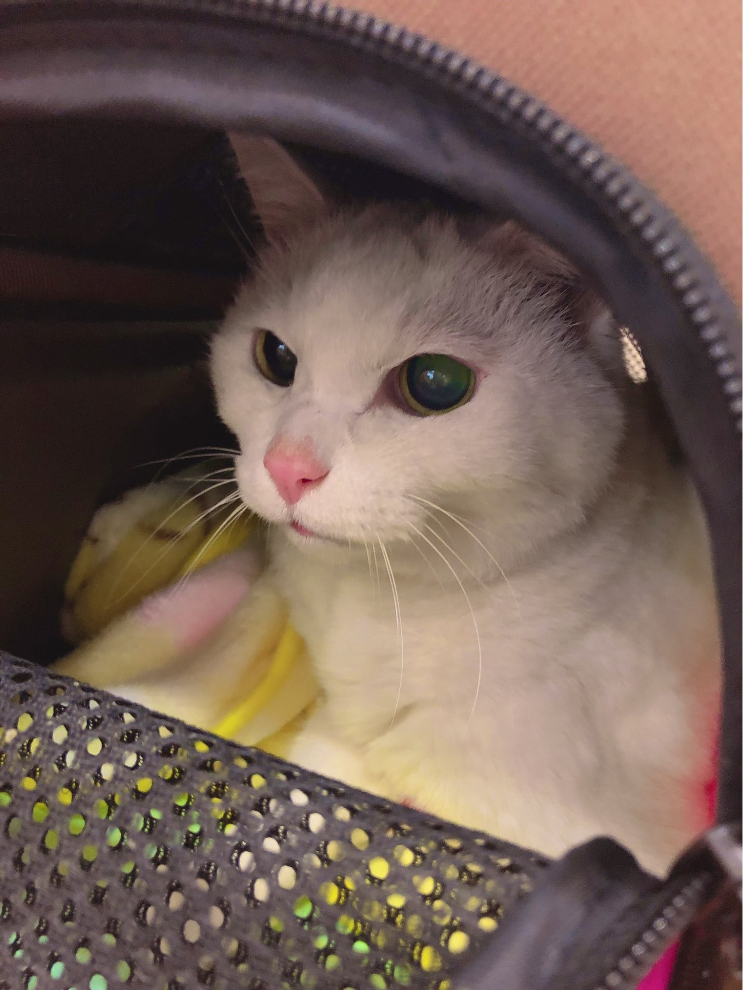 動物病院で病気が判明…