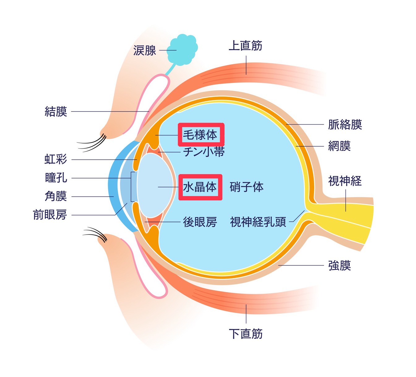 目の疲れは筋肉の疲れ