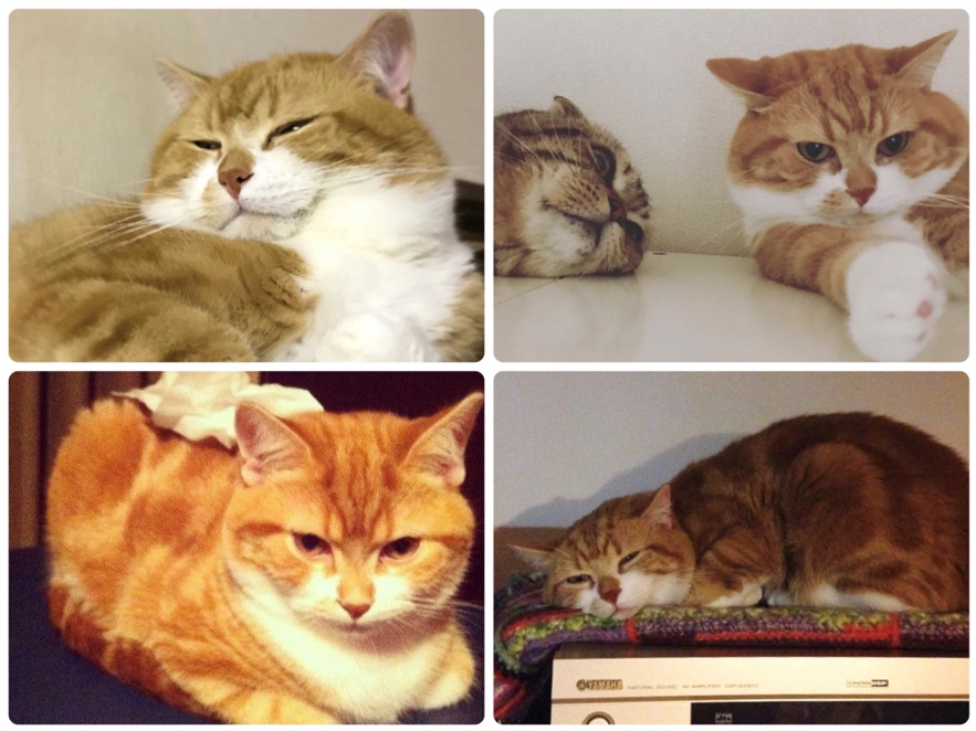 猫の喜怒哀楽・たくあんちゃん