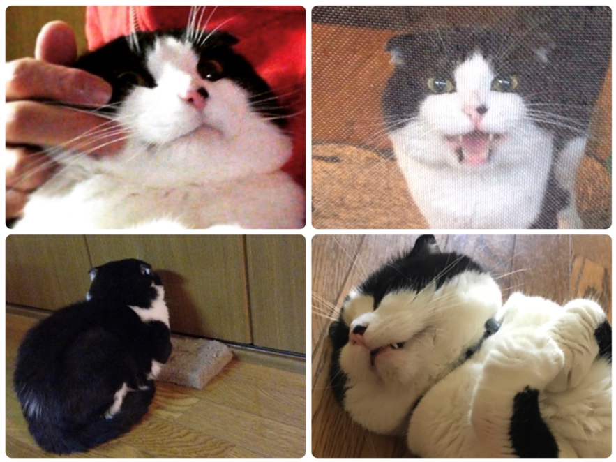 猫の喜怒哀楽・おにぎりちゃん