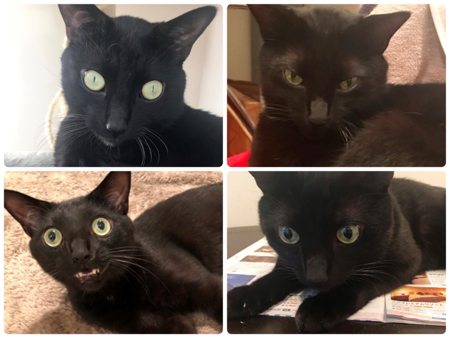 猫の喜怒哀楽・黒猫メラン