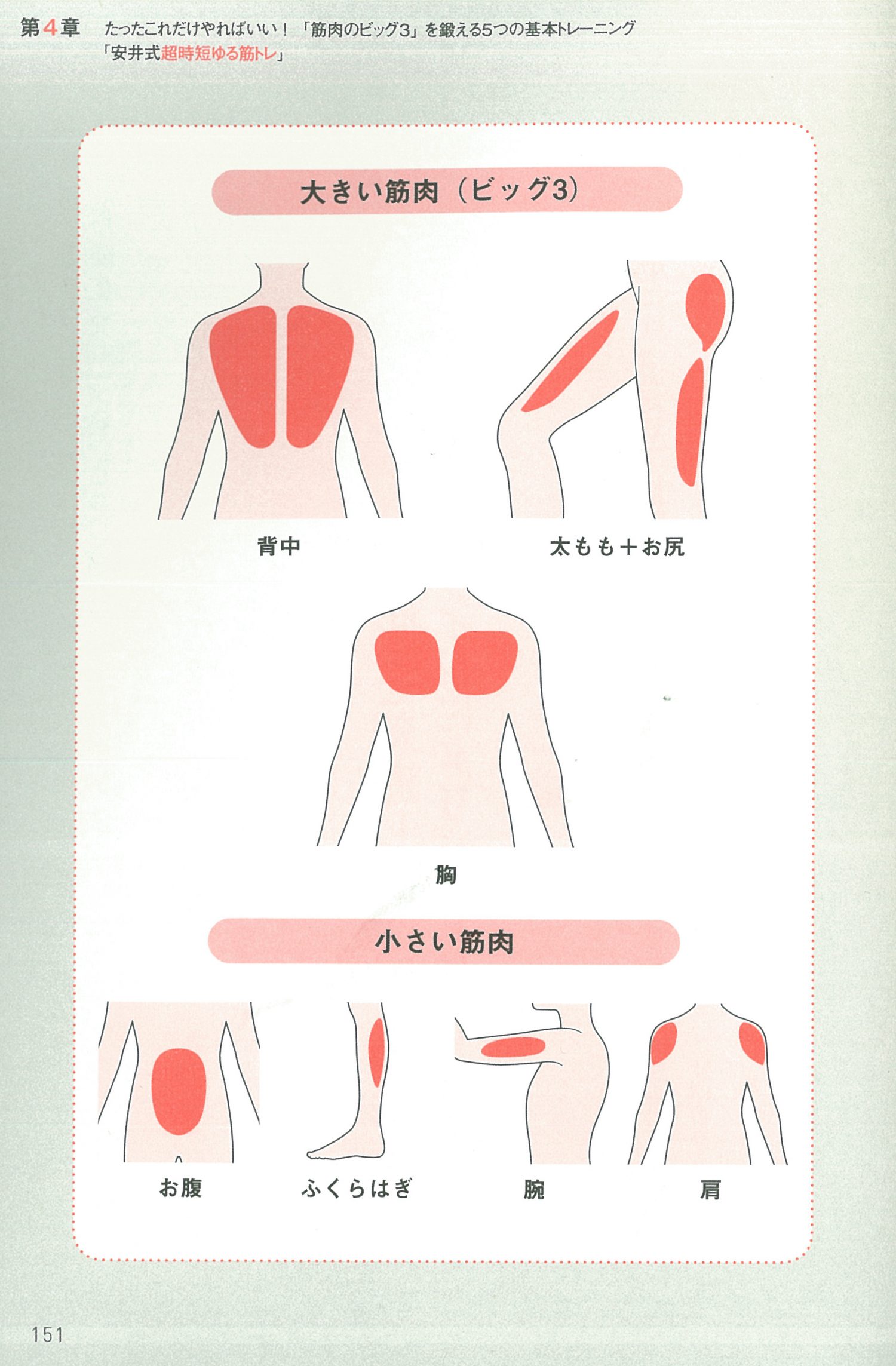 「大きな筋肉」を重点的に鍛える