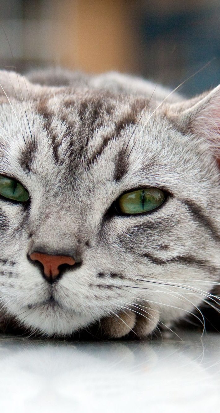 アメリカンショートヘアー