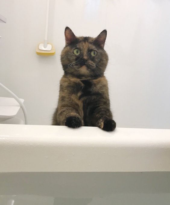 （画像：ゆあ@yunc24291　Twitterより）