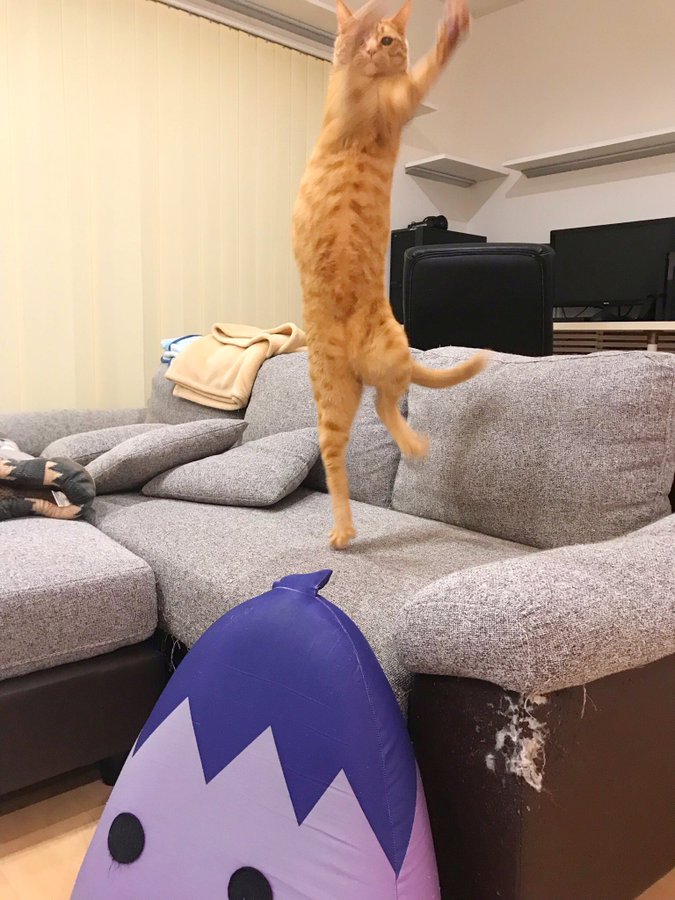 （画像：ゆあ@yunc24291　Twitterより）