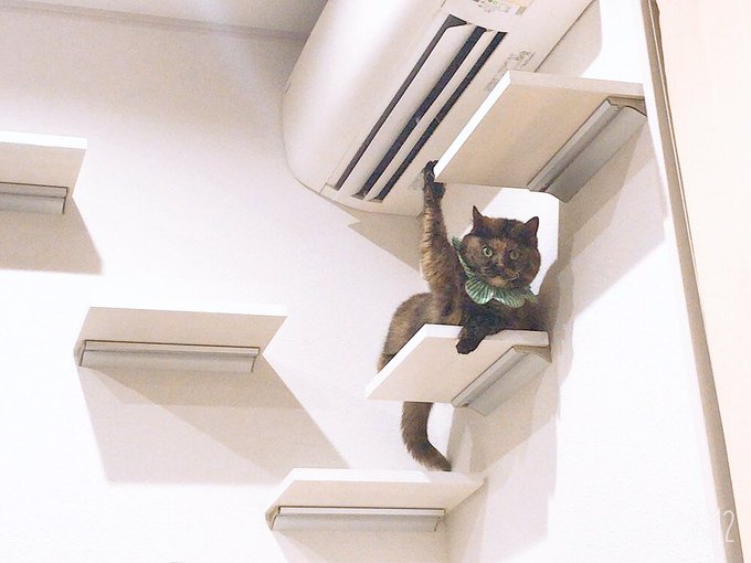 （画像：ゆあ@yunc24291　Twitterより）