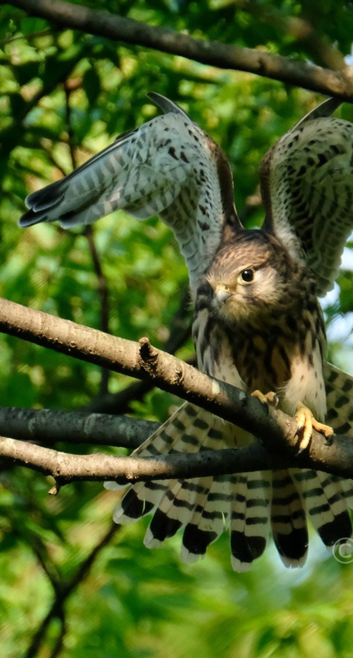 羽を広げるチョウゲンボウの若鳥