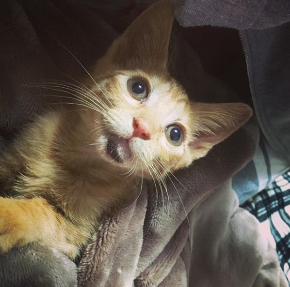 保護したときのあるくくん。顎のケガが痛々しい