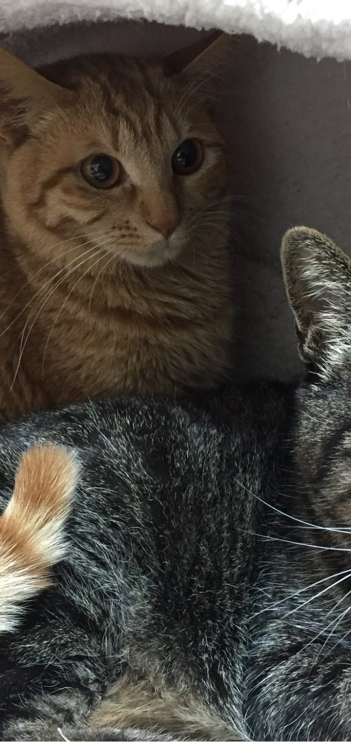 手前が先住猫のノッチちゃん