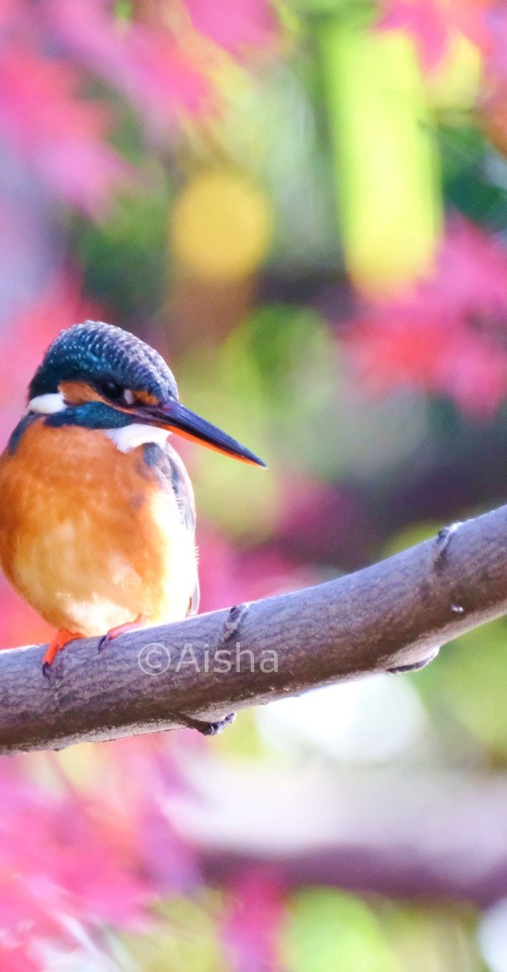 紅葉(ピンク)とカワセミ
