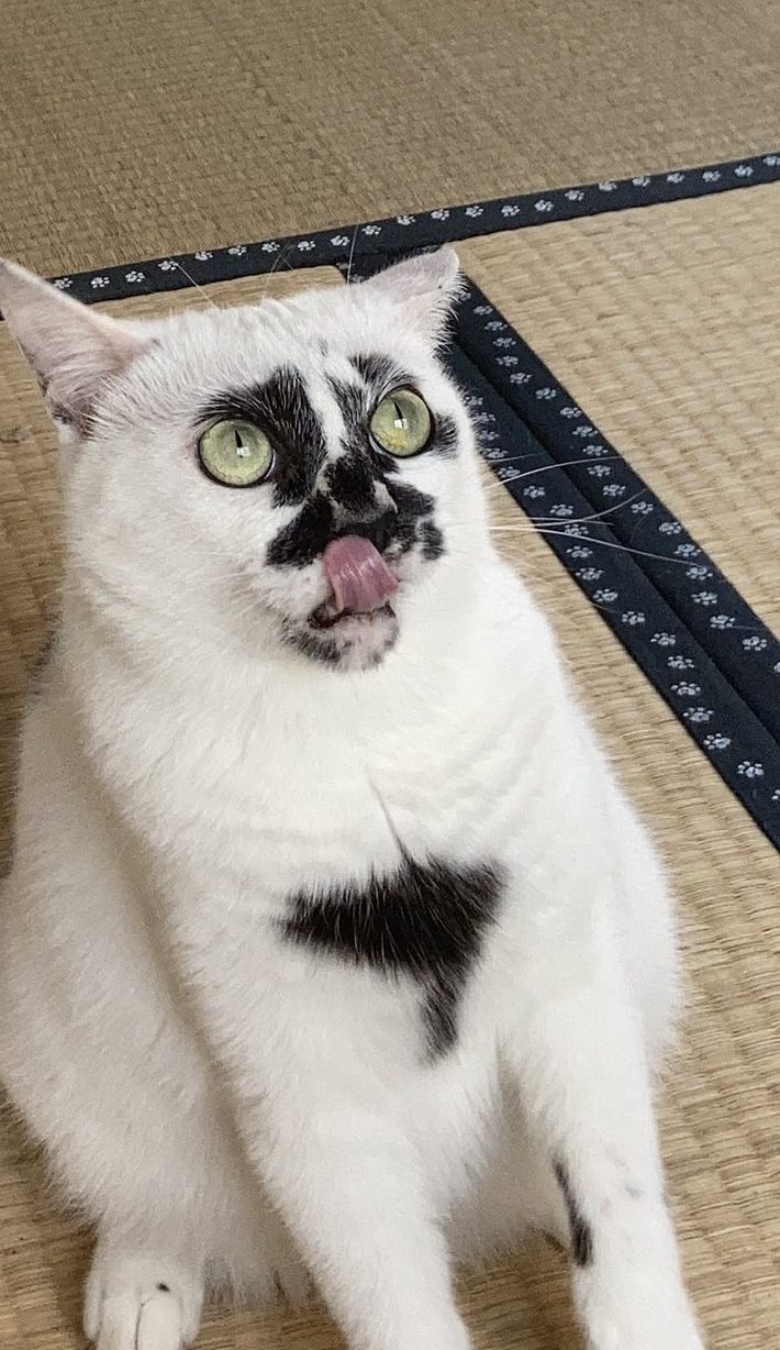 柄も個性も違う3匹の看板猫