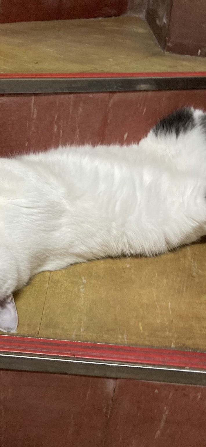 仰向けに寝転がり黙ってるときはかまってほしいポーズ