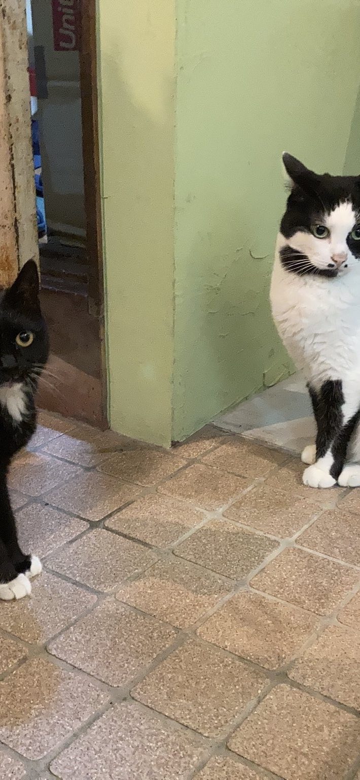 てんてんくん（4歳）とタビ子ちゃん（推定7～10歳）