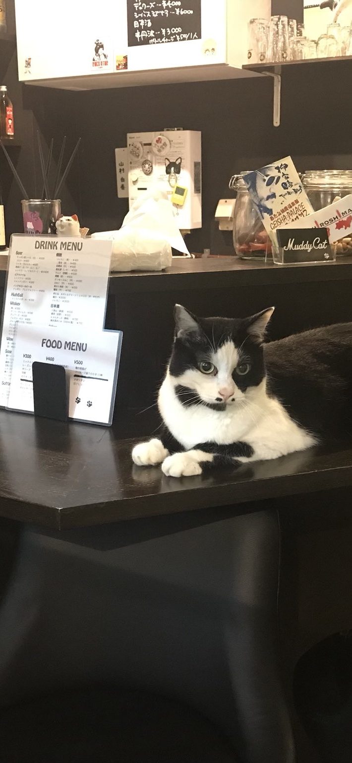 猫がいるお店に込めた“保護猫への想い”