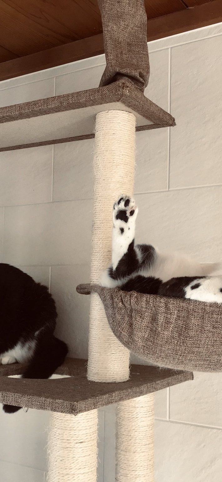 キャットタワーでくつろぎ中