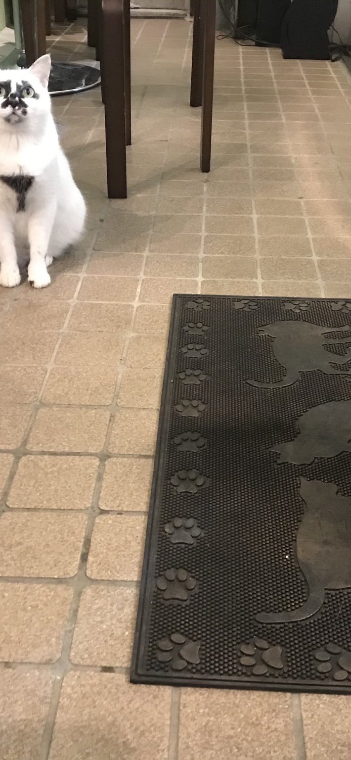 猫を介して、縁や笑いが生まれる「Muddy Cat」は唯一無二の場所