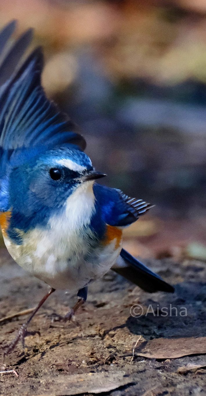 翼を上げるルリビタキ