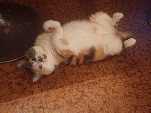 居酒屋『赤茄子』の猫たち