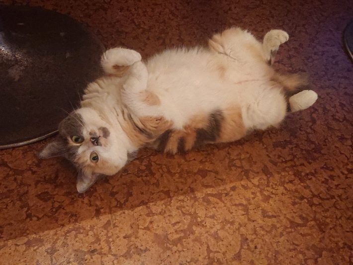 居酒屋『赤茄子』の猫たち