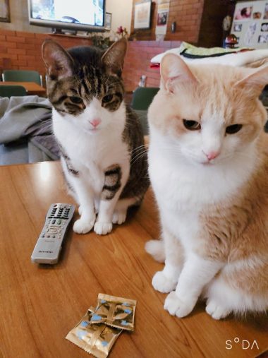 居酒屋『赤茄子』の猫たち