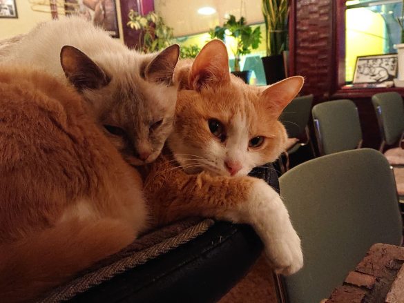 居酒屋『赤茄子』の猫たち