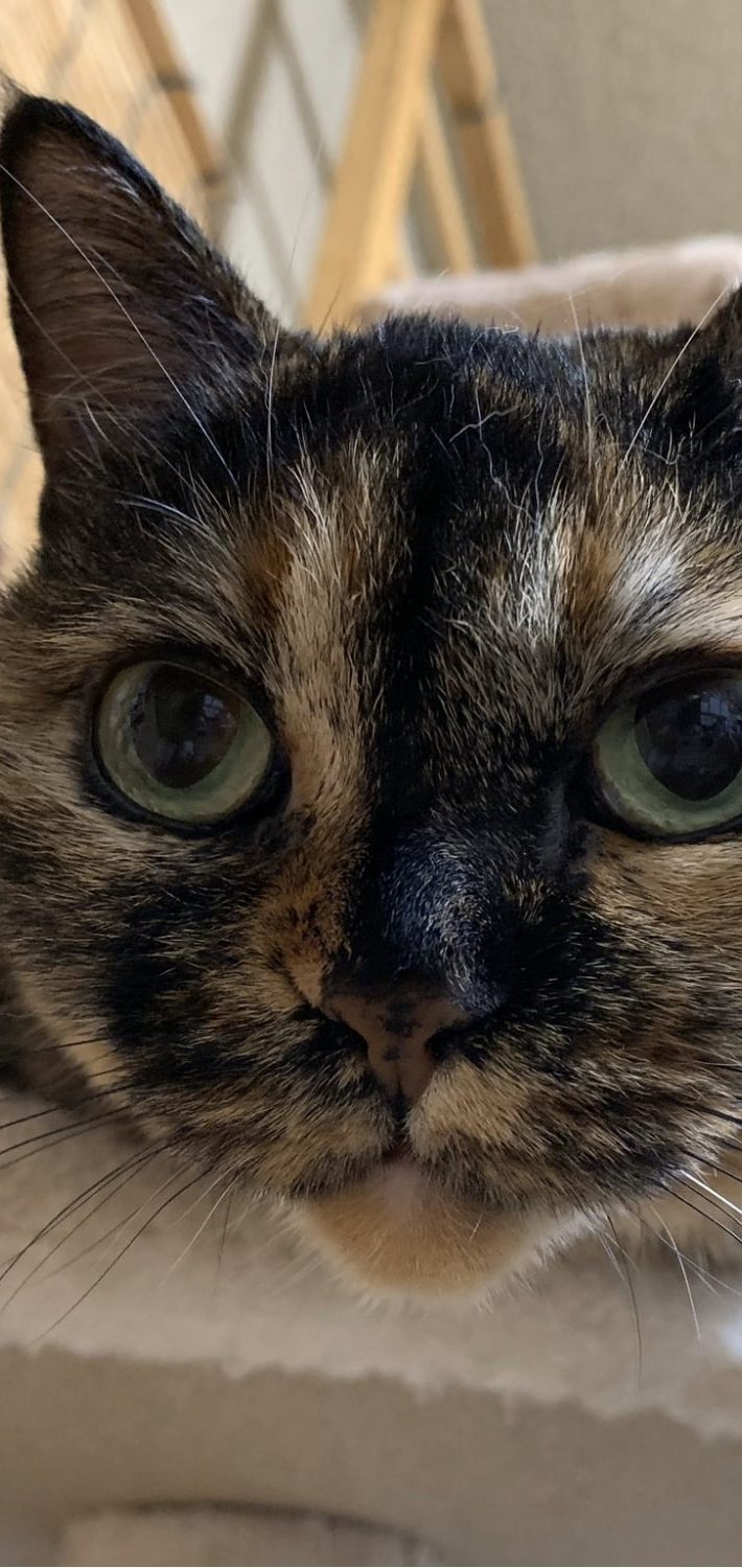 たらぴょんさん宅の、はなちゃん