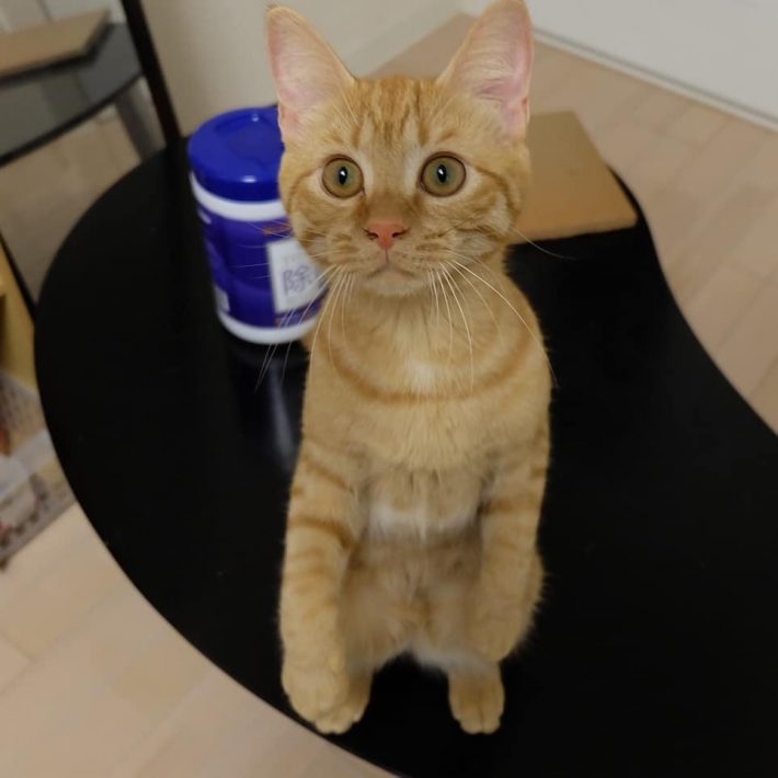 子猫時代の小麦ちゃん