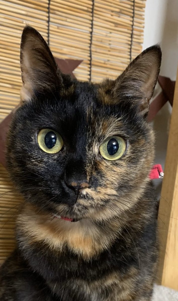 ひまわりちゃん