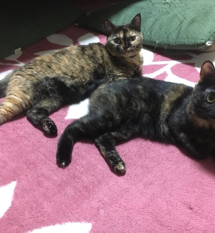 たらぴょんさんをサビ猫マニアにした2匹