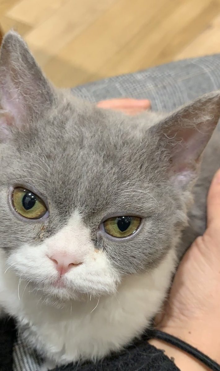 かおちさん宅のもずくくん