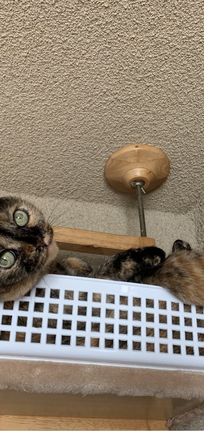 ひまわりちゃんを迎え、はなちゃんの新たな一面を知ることに