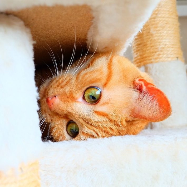 飼い主さんが切り取る、さまざまな瞬間