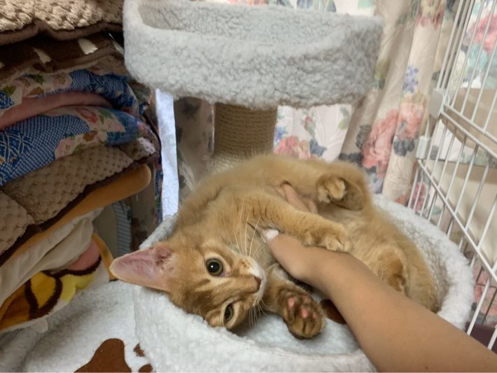 子猫時代のせせりくん