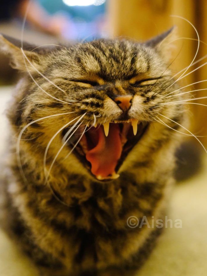 猫ちゃんの大あくびもシャッターチャンス！