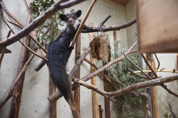 実際のアイアイのビジュアルは？