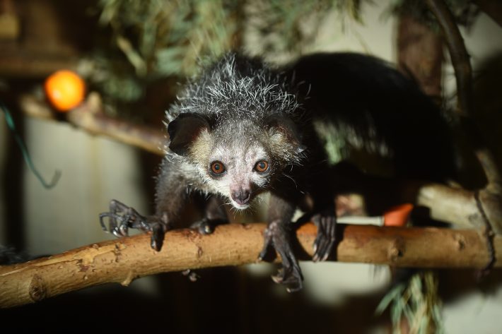 童謡で有名な猿「アイアイ」、歌のイメージと違いすぎてビックリ。どんな動物？