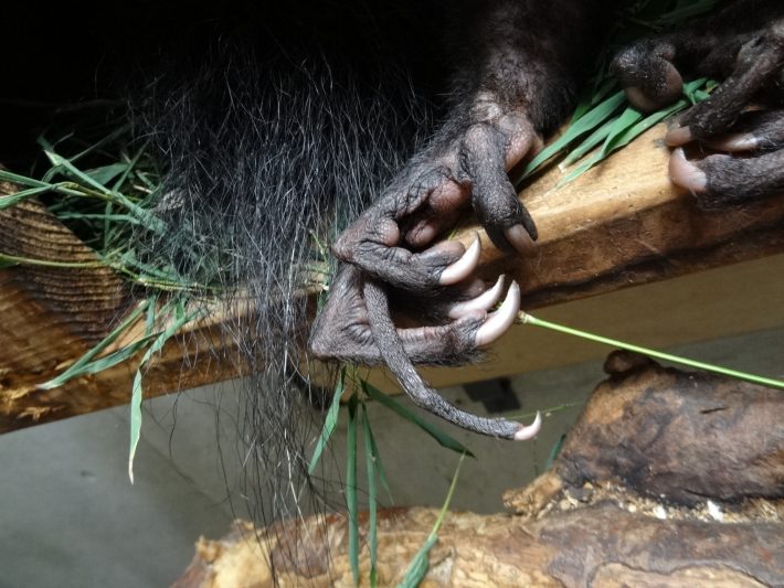 長い〜中指を器用に使ってエサを食べる