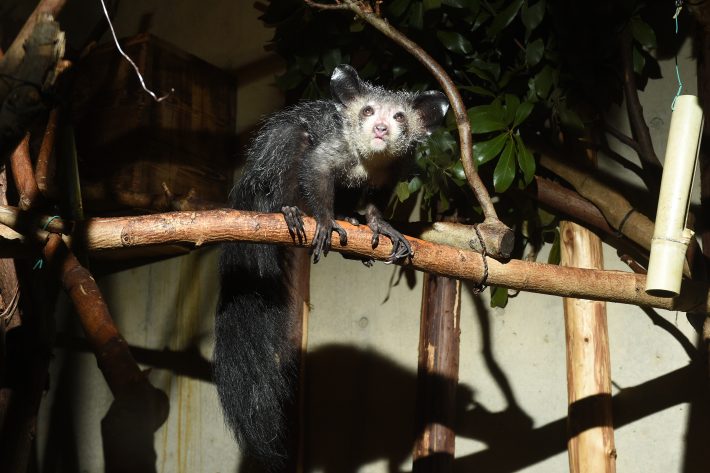 絶滅危惧種に指定されているアイアイ